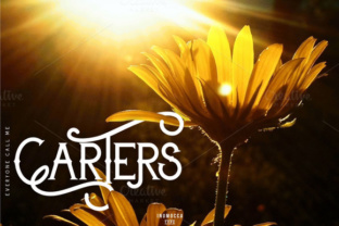 Carters: A Modern Classic for Digital Branding